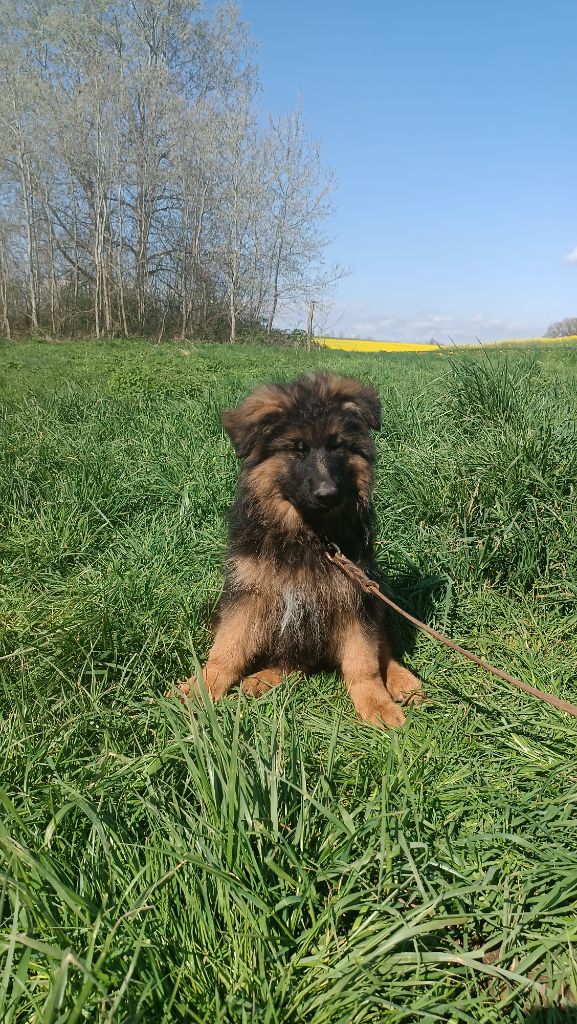 chiot Berger Allemand Poil Long De La Vallée Des Sentinelles