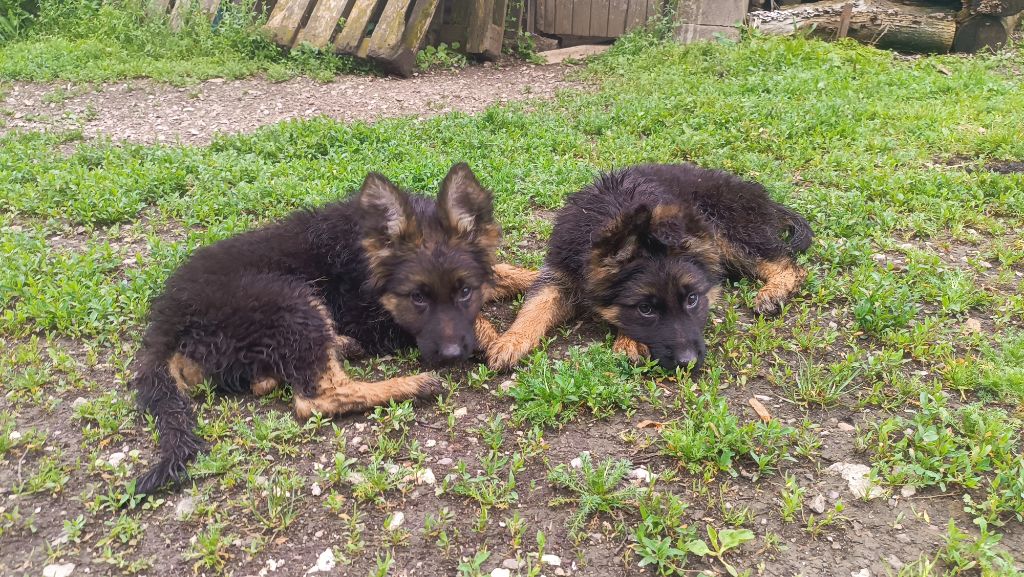 chiot Berger Allemand Poil Long De La Vallée Des Sentinelles