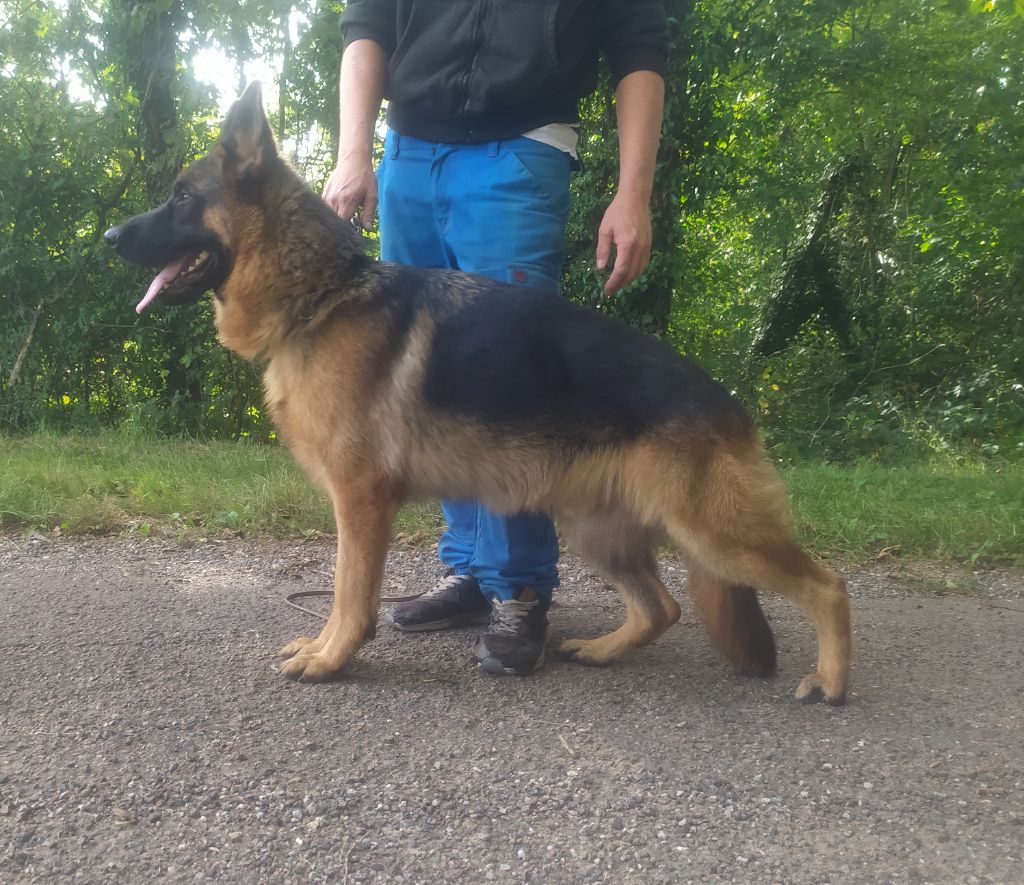 CH. Trunks De La Vallée Des Sentinelles