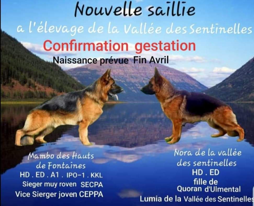 De La Vallée Des Sentinelles - Confirmation de gestation