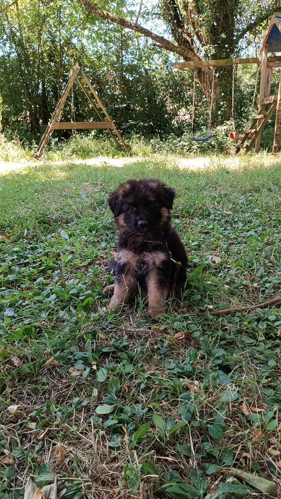 De La Vallée Des Sentinelles - Chiots disponibles - Berger Allemand Poil Long