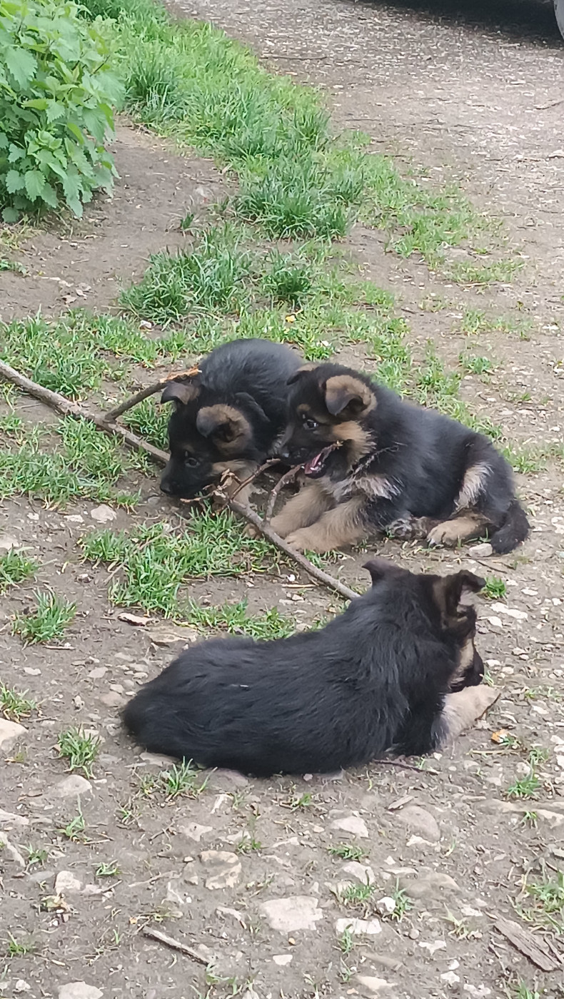 Chiot Berger Allemand De La Vallée Des Sentinelles