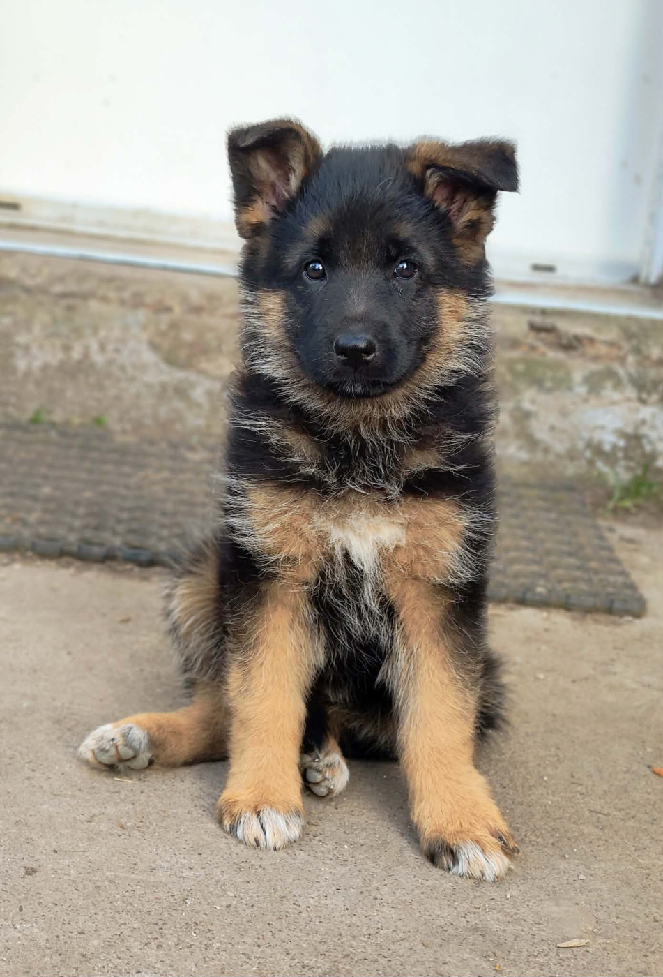 De La Vallée Des Sentinelles - Chiots disponibles - Berger Allemand