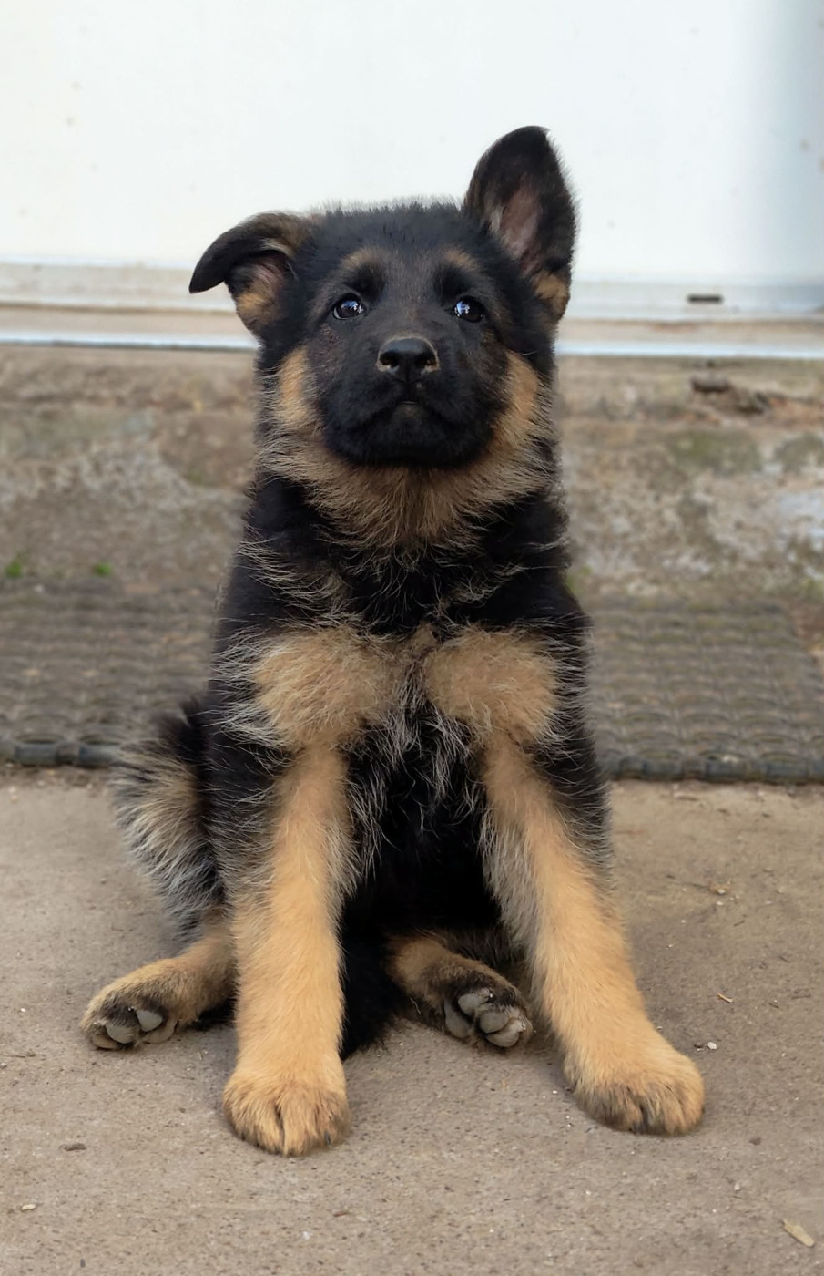 De La Vallée Des Sentinelles - Chiots disponibles - Berger Allemand