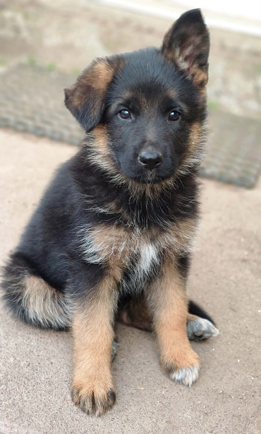 De La Vallée Des Sentinelles - Chiots disponibles - Berger Allemand