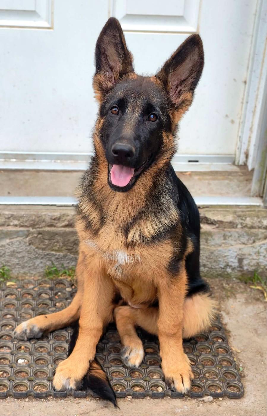 De La Vallée Des Sentinelles - Chiots disponibles - Berger Allemand
