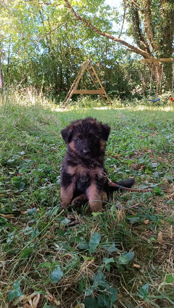 De La Vallée Des Sentinelles - Chiots disponibles - Berger Allemand Poil Long