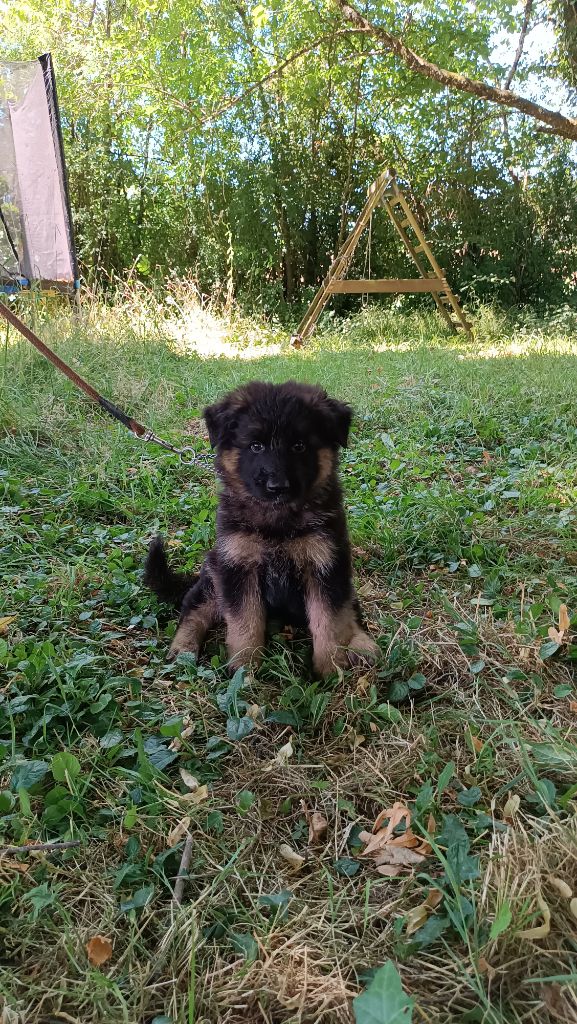 De La Vallée Des Sentinelles - Chiots disponibles - Berger Allemand Poil Long