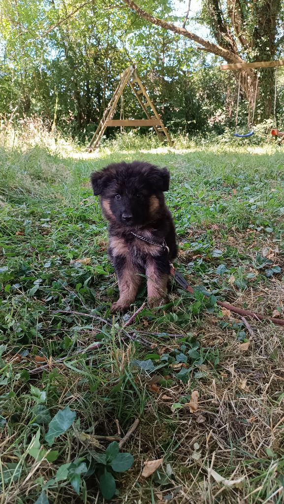 De La Vallée Des Sentinelles - Chiots disponibles - Berger Allemand Poil Long
