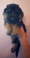 CHIOT