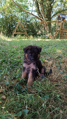 Atlas