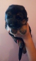 CHIOT