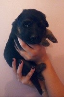 CHIOT