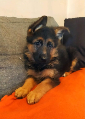 Tara
