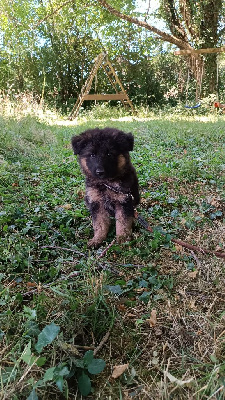 Athos
