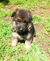 Reine