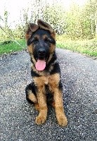 Odin