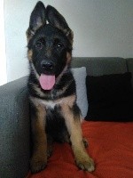 Nesko