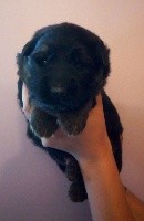 CHIOT