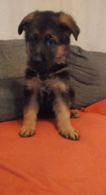 Tina